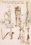 LEONARDO da Vinci Anatomical studies of the basin of the Steibeins and the lower Gliedmaben of a woman and study of the rotation of the arms painting